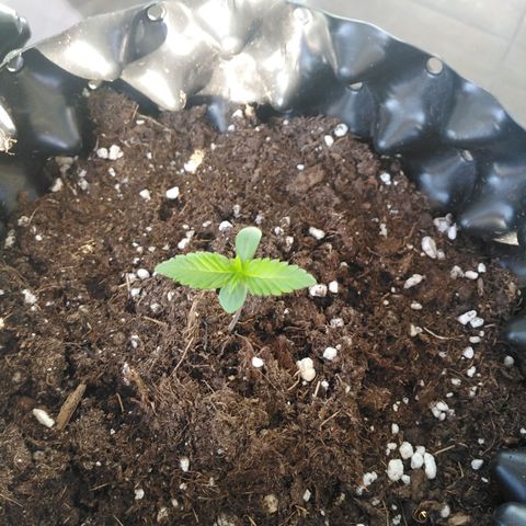Red poison auto growlog photo