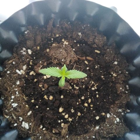 Red poison auto growlog photo