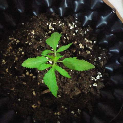 Red poison auto growlog photo