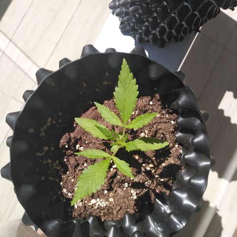Red poison auto growlog photo
