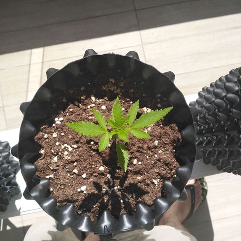 Red poison auto growlog timeline photo