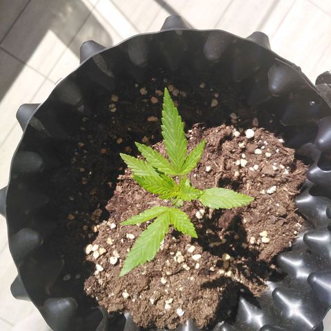 Red poison auto growlog timeline photo