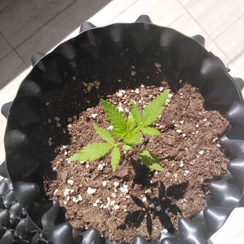Red poison auto growlog timeline photo