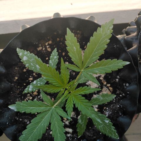 Red poison auto growlog timeline photo