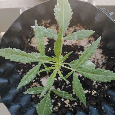 Red poison auto growlog timeline photo