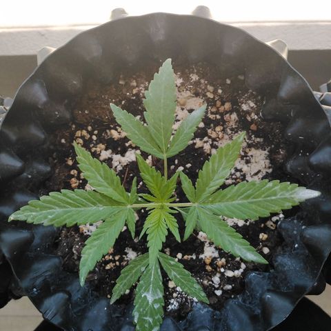 Red poison auto growlog timeline photo