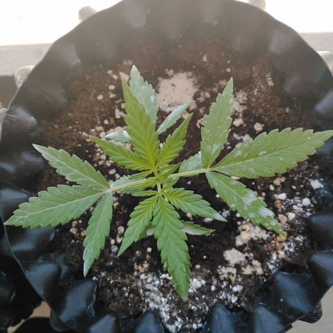 Red poison auto growlog timeline photo