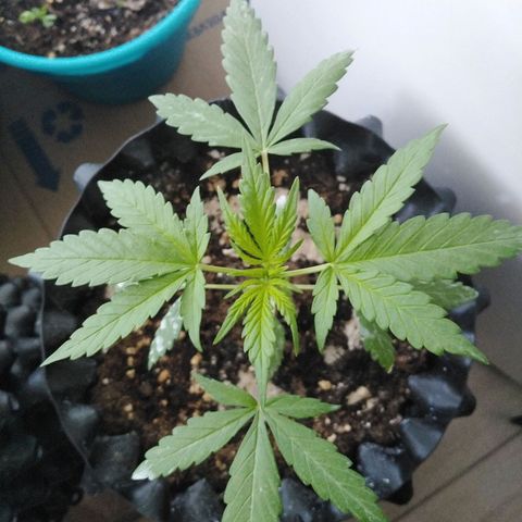 Red poison auto growlog timeline photo