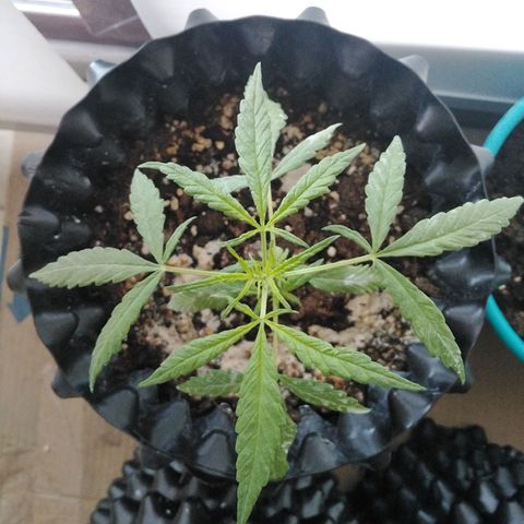 Red poison auto growlog timeline photo