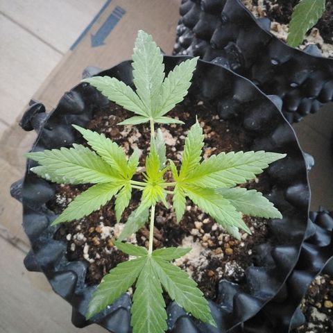 Red poison auto growlog timeline photo
