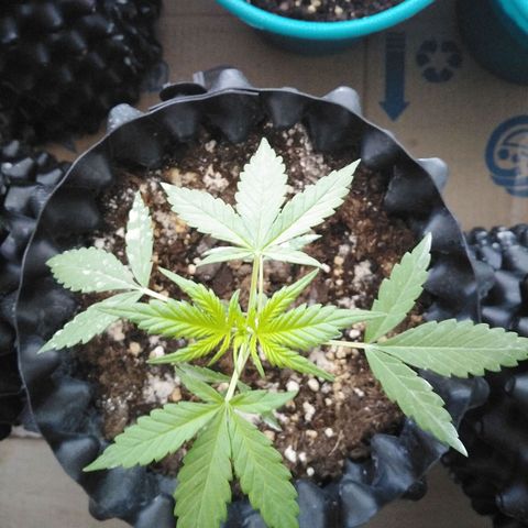 Red poison auto growlog timeline photo