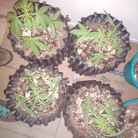 Red poison auto growlog timeline photo