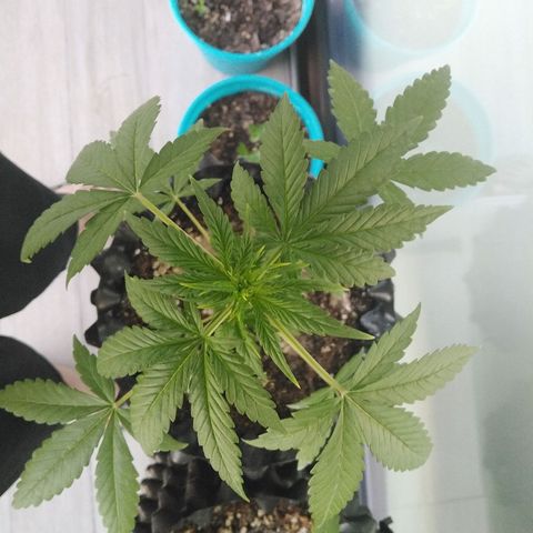 Red poison auto growlog timeline photo
