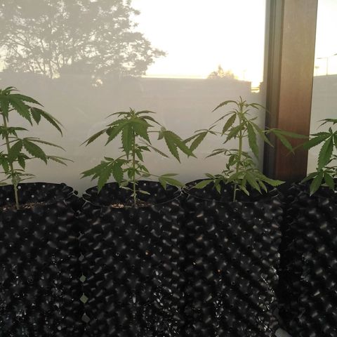 Red poison auto growlog timeline photo