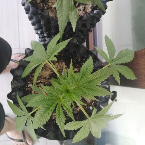 Red poison auto growlog timeline photo