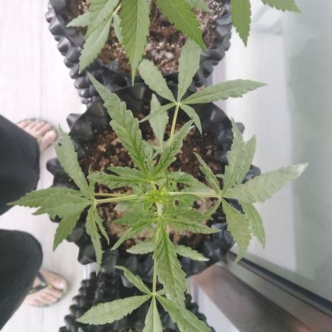 Red poison auto growlog timeline photo