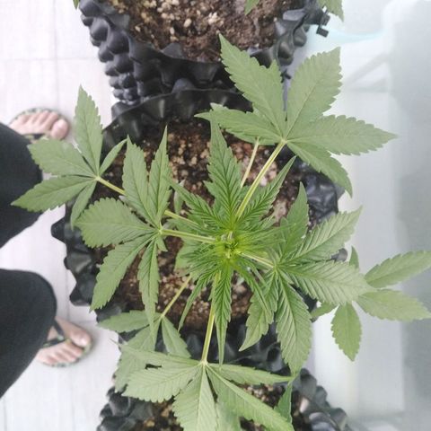Red poison auto growlog timeline photo