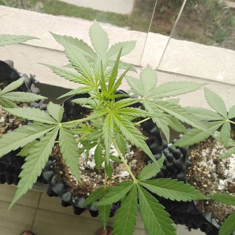 Red poison auto growlog timeline photo