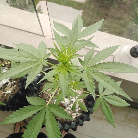Red poison auto growlog timeline photo