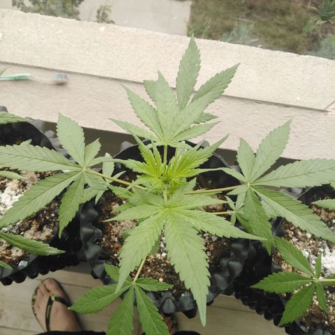 Red poison auto growlog timeline photo