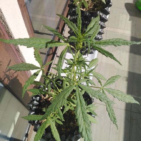 Red poison auto growlog timeline photo
