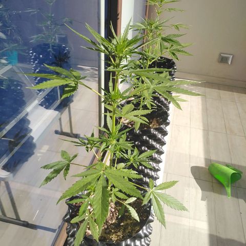 Red poison auto growlog timeline photo