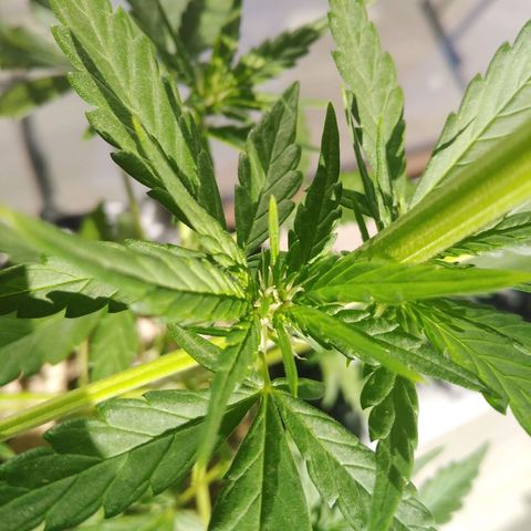 Red poison auto growlog timeline photo