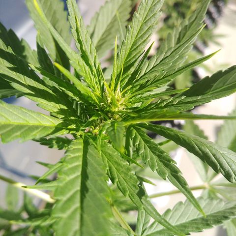 Red poison auto growlog timeline photo