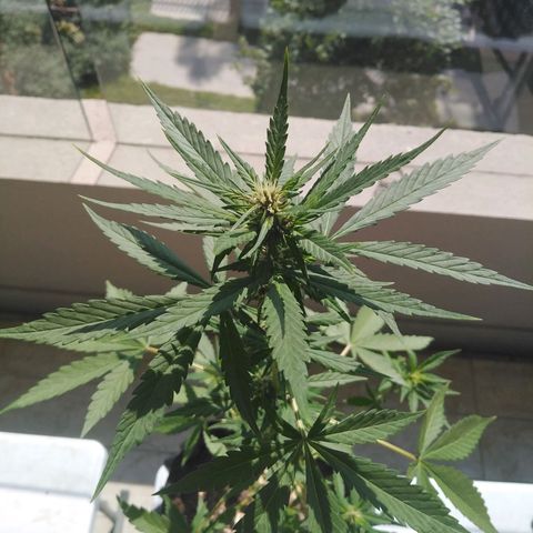 Red poison auto growlog timeline photo