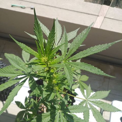 Red poison auto growlog timeline photo