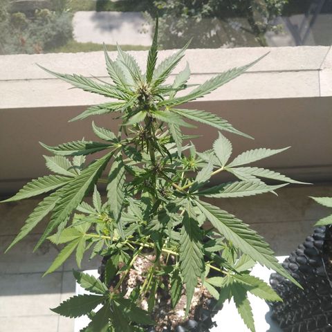 Red poison auto growlog timeline photo