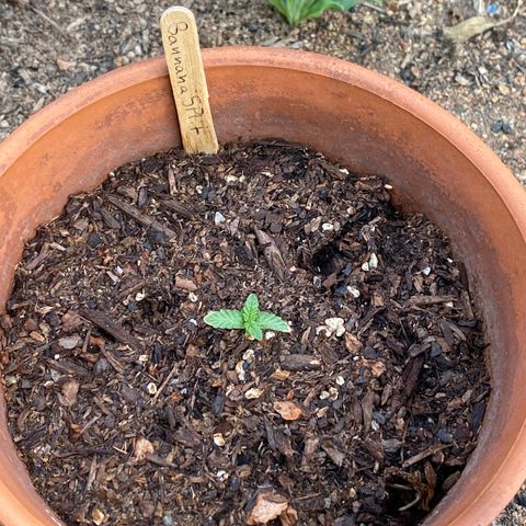 Banana Split growlog timeline photo