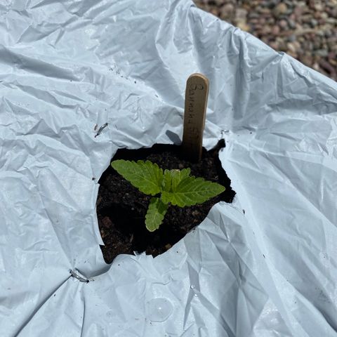 Banana Split growlog timeline photo