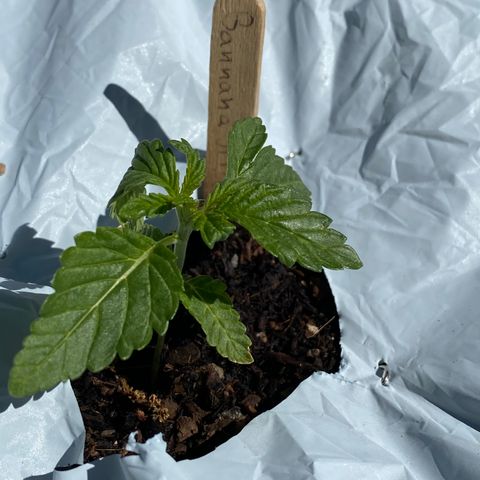 Banana Split growlog timeline photo