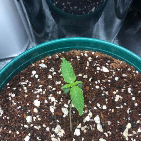 Gorilla G4 Auto  growlog timeline photo