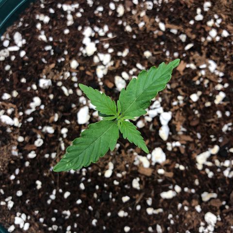 Gorilla G4 Auto  growlog timeline photo