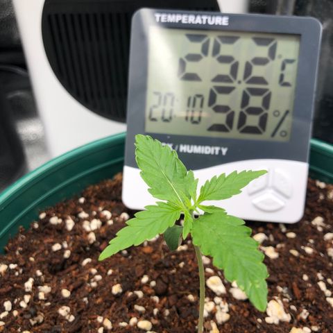 Gorilla G4 Auto  growlog timeline photo