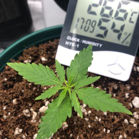 Gorilla G4 Auto  growlog photo: Yellowing in tips and blades bent upwards. Light stress symptoms.