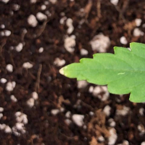 Gorilla G4 Auto  growlog photo: Whitish tip on some of the leaves has worsened. 