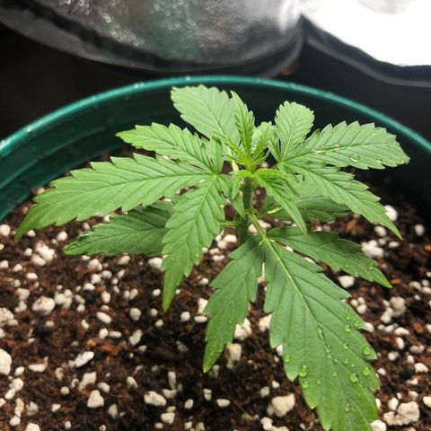 Gorilla G4 Auto  growlog timeline photo