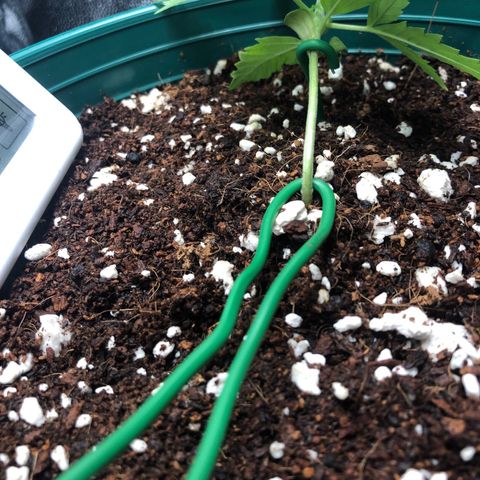 Gorilla G4 Auto  growlog timeline photo