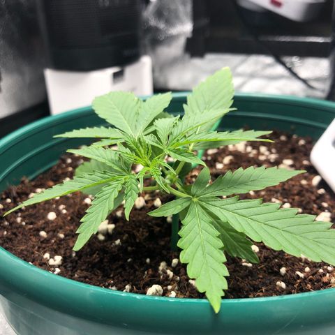 Gorilla G4 Auto  growlog timeline photo