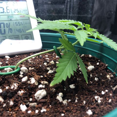 Gorilla G4 Auto  growlog timeline photo