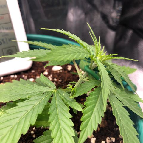Gorilla G4 Auto  growlog timeline photo