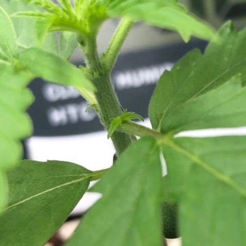 Gorilla G4 Auto  growlog timeline photo