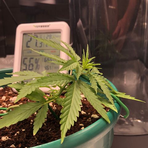 Gorilla G4 Auto  growlog timeline photo