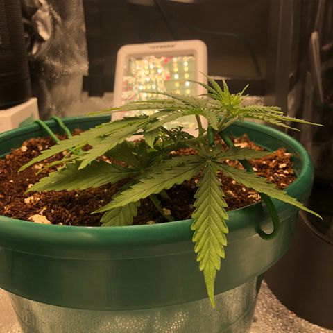 Gorilla G4 Auto  growlog timeline photo