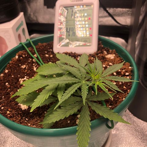 Gorilla G4 Auto  growlog timeline photo