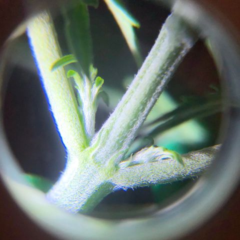 Gorilla G4 Auto  growlog photo: Female 
