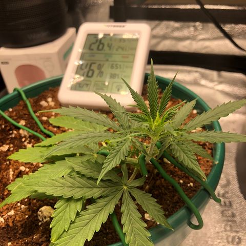 Gorilla G4 Auto  growlog photo: Top leaves are way up